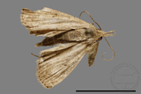 ǦW:Hipoepa biasalis