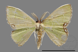 ǦW:Geometrinae sp.