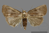 ǦW:Noctuidae sp.