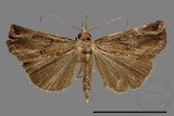 ǦW:Hypena sp.