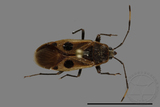 ǦW:Physopelta parviceps