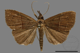 ǦW:Hypena sp.