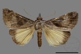 ǦW:Hypena trigonalis