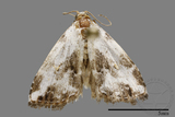 ǦW:Noctuidae sp.