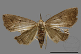 ǦW:Stenohypenya sp.