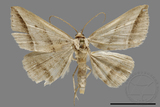 ǦW:Blasticorhinus bifasciata