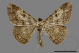 ǦW:Psilalcis pulveraria