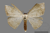 ǦW:Scopula sp.