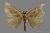 ǦW:Menophra anaplagiata