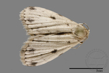 ǦW:Noctuidae sp.