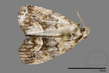 ǦW:Noctuidae sp.