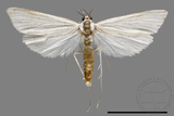 ǦW:Crambidae sp.