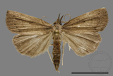 ǦW:Stenohypenya sp.