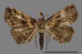 ǦW:Bertula abjudicalis