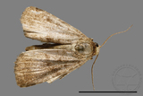 ǦW:Noctuidae sp.