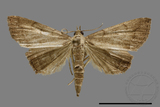 ǦW:Hipoepa biasalis