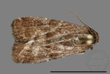 ǦW:Noctuidae sp.