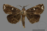 ǦW:Adrapsa simplex