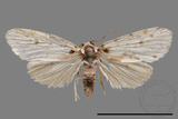 ǦW:Lithosiinae sp.