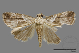 ǦW:Noctuidae sp.