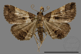 ǦW:Bertula abjudicalis