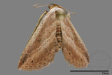 ǦW:Noctuidae sp.