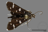 ǦW:Crambidae sp.