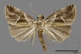 ǦW:Noctuidae sp.