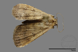 ǦW:Noctuidae sp.