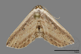 ǦW:Noctuidae sp.