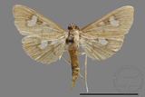 ǦW:Crambidae sp.