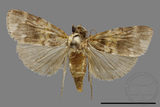 ǦW:Crambidae sp.