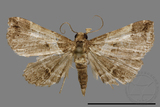 ǦW:Bertula abjudicalis