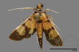 ǦW:Crambidae sp.