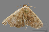 ǦW:Noctuidae sp.