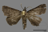 ǦW:Naarda sp.