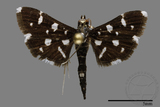 ǦW:Crambidae sp.