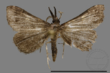 ǦW:Naarda sp.