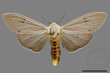 ǦW:Creatonotos transiens vacillans