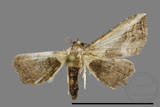 ǦW:Noctuidae sp.