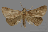 ǦW:Bertula sp.