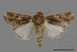 ǦW:Spodoptera mauritia acronyctoides