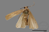 ǦW:Lithosiinae sp.