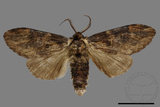 ǦW:Semidonta kosemponica