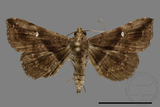 ǦW:Hadennia mysalis