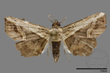 ǦW:Noctuidae sp.