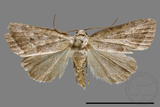 ǦW:Noctuidae sp.