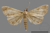 ǦW:Hipoepa biasalis