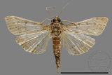 ǦW:Crambidae sp.