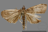 ǦW:Crambidae sp.